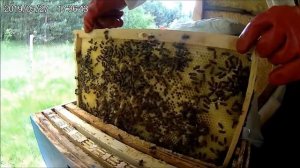 Пчеловодство.Вывести матку в отводке.