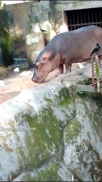 ഹിപ്പൊപൊട്ടമസ് ഭക്ഷണം കഴിക്കുന്നത് കണ്ടിട്ടുണ്ടോ #trivandrum #museum #hippopotamus #shorts #food смотреть онлайн