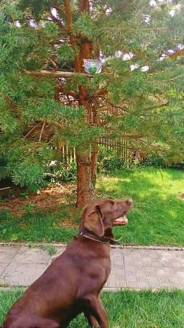 Собака Маруся лает на даче смотреть онлайн