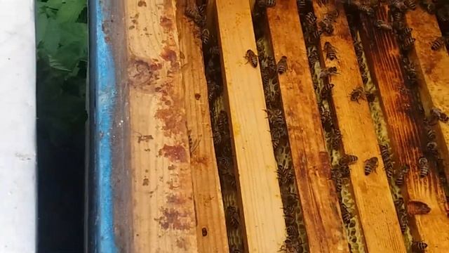 Липневі рої бакфаст, результат розвитку. 2020 смотреть онлайн