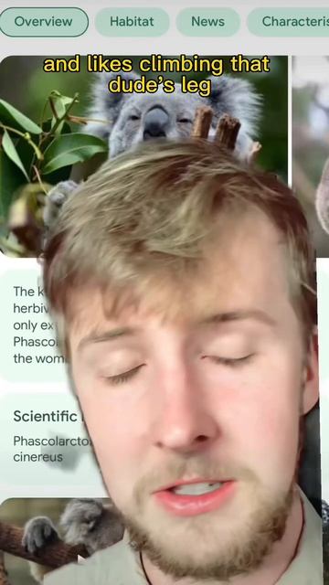 Koala climbs man’s leg! 🐨 смотреть онлайн