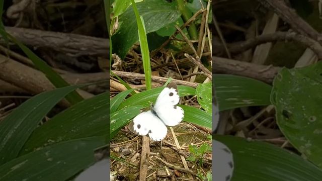 Butterflies смотреть онлайн