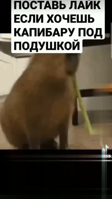лайк если хочешь капибару под подушкой #shorts #шортс #прикол #мем #смешно #капибара #копибара смотреть онлайн