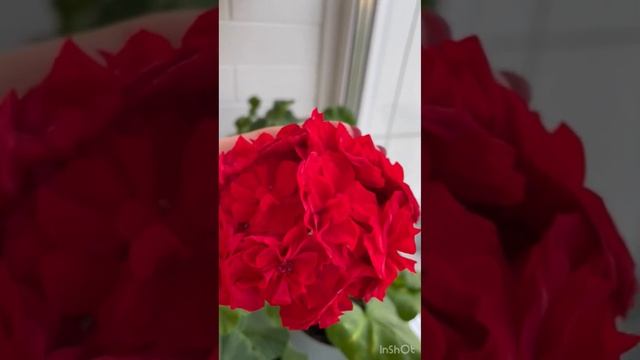 Мои сортовые пеларгонии🥰 #пеларгония #flowers #цветынабалконе смотреть онлайн