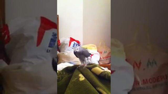 جاكو يقبل ماما смотреть онлайн