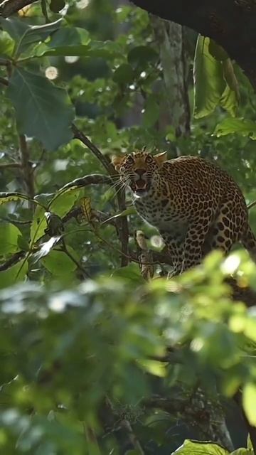 तेंदुआ🐆🐆leopard 😮#short #wildlife #viral #2022 смотреть онлайн