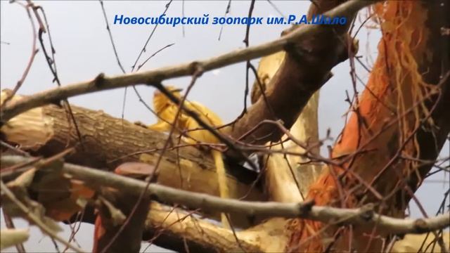 Малыш золотистых львиных тамаринов 04.06.2021 смотреть онлайн