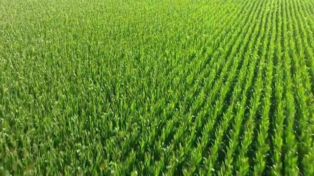 кукуруза смотреть онлайн