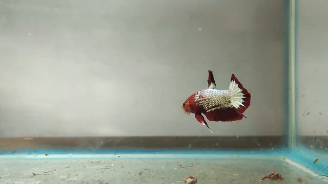 Продавец утверждает что красный это самец меня бьют сомнения смотреть онлайн