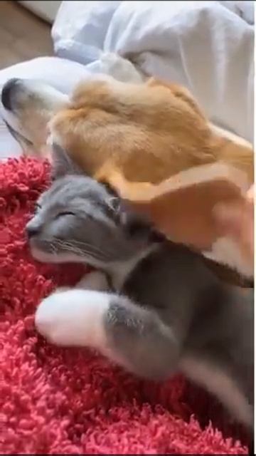 Cat using Dog’s ear as a blanket 🐱🐶 #shorts смотреть онлайн