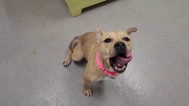 Mamba's waggly tail смотреть онлайн