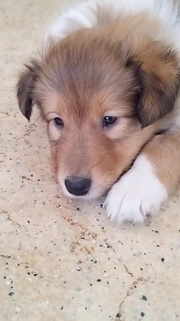 Извините, вас разбудили.