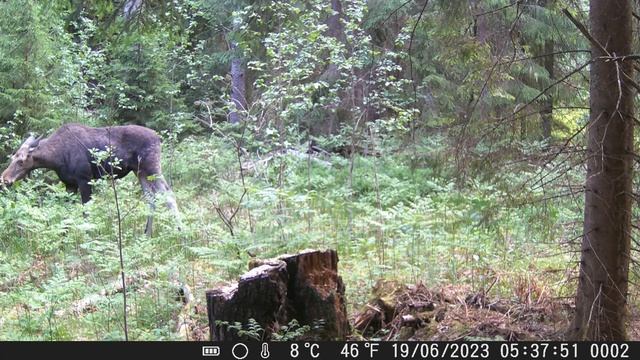 Лось/Moose/19.06.2023 смотреть онлайн