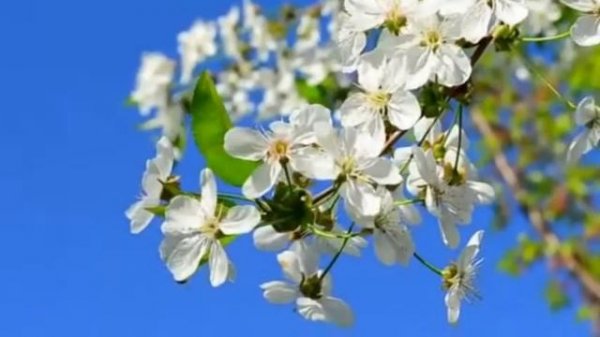 Вишня белая