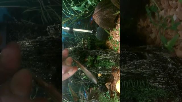 Макрогнатус смотреть онлайн