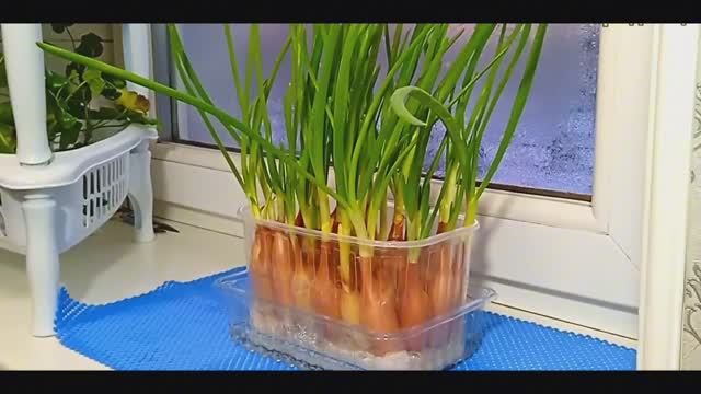Лук на Зелень за 20 дней Без земли и Грязи! Зеленый лук зимой на подоконнике! смотреть онлайн