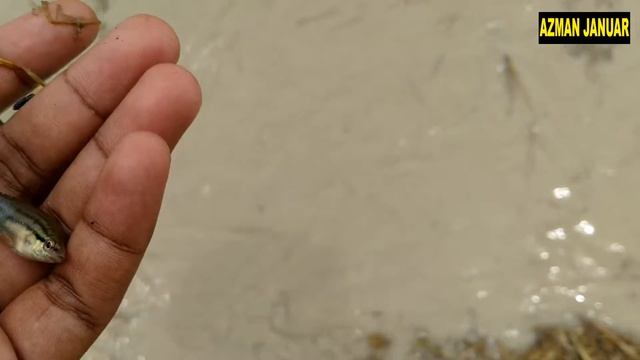 AZMAN MOVIE LEPASKAN ANAK IKAN SELUANG KE SUNGAI UNTUK PEMBIAKAN смотреть онлайн