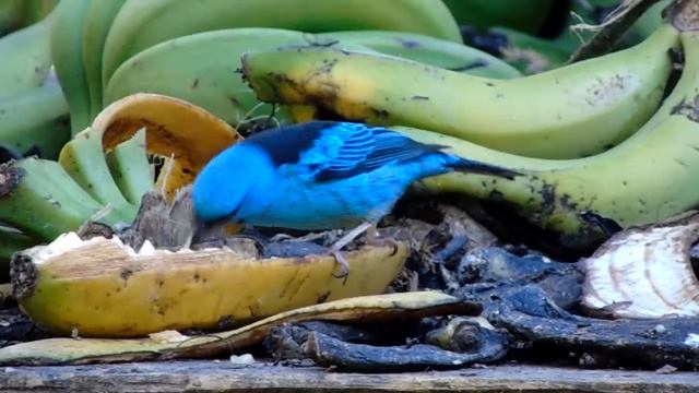 Saira Azul (Dacnis Cayana ) смотреть онлайн