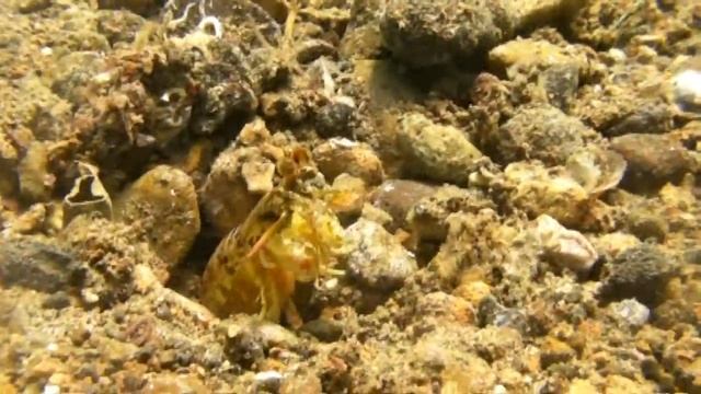 Anilao's Surprises - Head Butting Mantis Shrimp смотреть онлайн