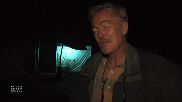 Steve Marshall / ZADBI 2013 Diptera Blitz Participant смотреть онлайн