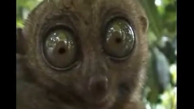 Я увидел акулу смотреть онлайн