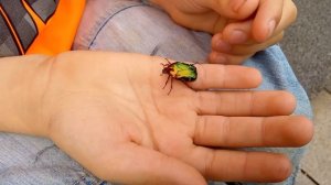 Жук бронзовка