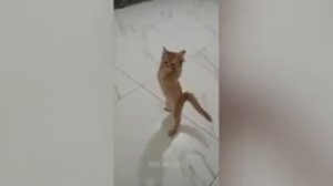 😍 Самые смешные видео с котами и собаками 2025 😹🐈 ч.3