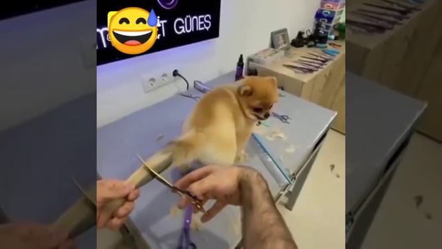 New style dog tail hair cutting 2023 смотреть онлайн