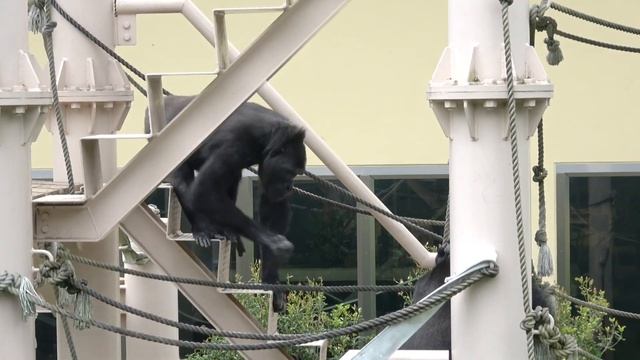 Mild-mannered sister gorilla furious with brother💢 Shabani family смотреть онлайн