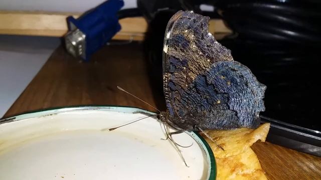 Inachis io in my office / Сонцевик павиче око у моєму кабінеті смотреть онлайн