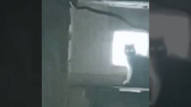 Рысь заселились в деревенский дом#Shorts смотреть онлайн