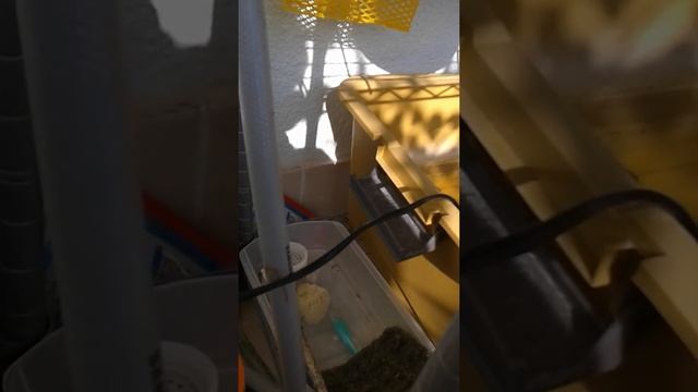 물고기 채집 смотреть онлайн