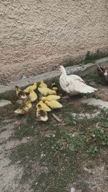 Утята милахи / Our cute ducklings смотреть онлайн