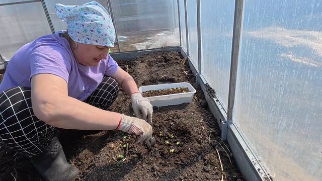 Я сегодня Спасатель, купили дорогой Комбикорм смотреть онлайн