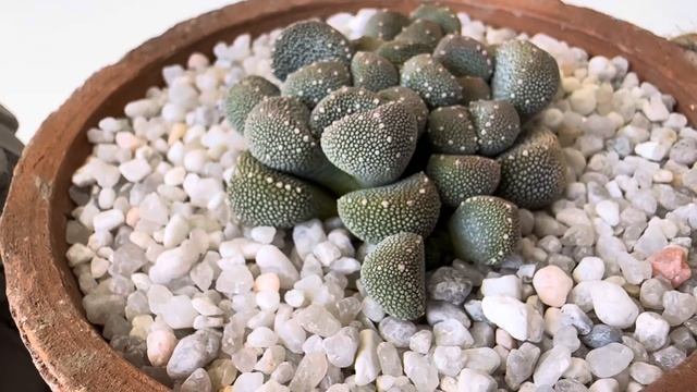 Титанопсис/ Titanopsis. Алоинопсис/ Aloinopsis. Обзор живых камней. 07.05.24