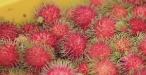 ... Рамбутан - Как выращивают и обрабатывают...