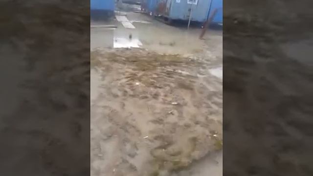 ЛУДИ НА БОЛОТЕ ИЛИ ЛЮКС НА СЕВЕРЕ смотреть онлайн