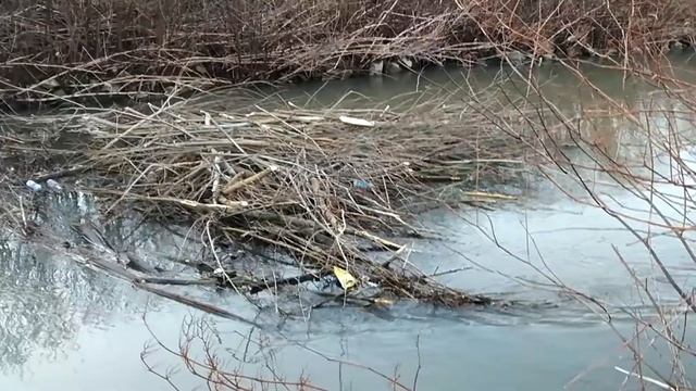 The beaver dam / Bobrza Tama na Nysie Szalonej / Jawor / Poland / 18-01-2022 смотреть онлайн
