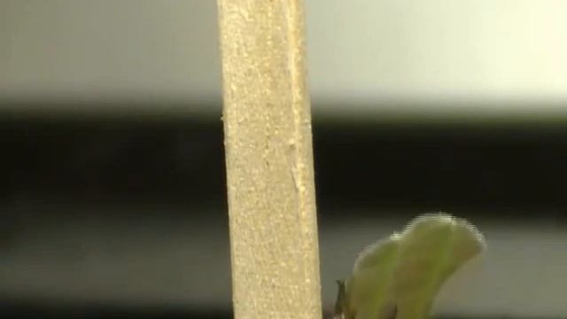 Acromyrmex octospinosus défilé смотреть онлайн