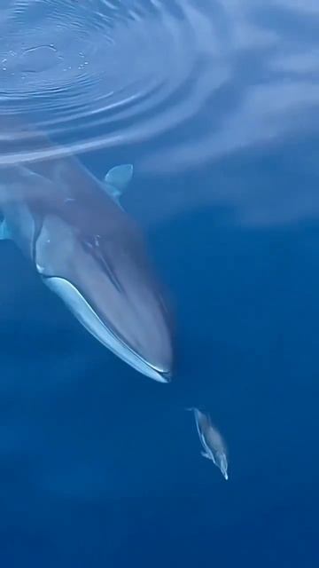 不可思议！世界第二大的巨鲸🐋竟然与小海豚🐬愉快的玩耍 #shorts смотреть онлайн