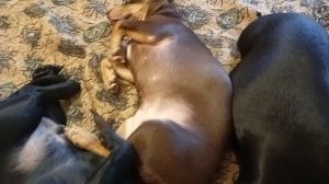 Мои зверушки🐕🐕🐕