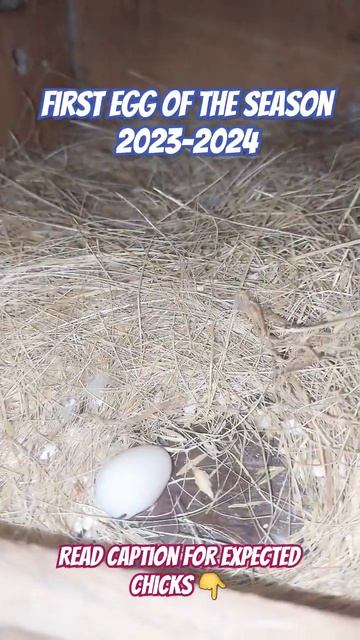 ParbluePastel Ino x AlbinoRedEyes.Expected offspring:Albinoredeyes,Creamino,pastel#agapornis#birds смотреть онлайн
