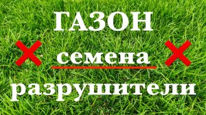 Газон: семена разрушители