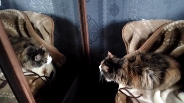 кошка и зеркало смотреть онлайн