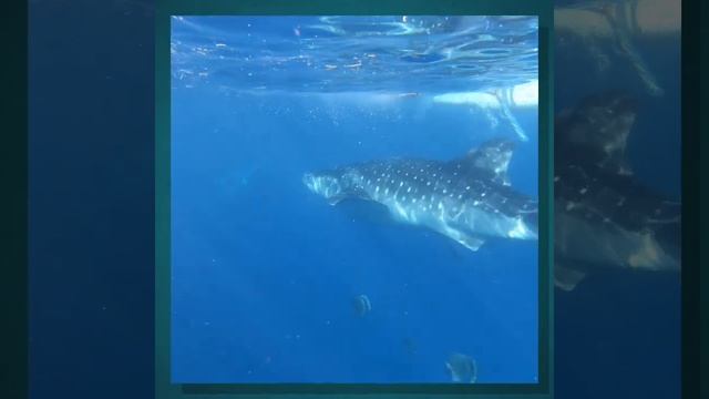 Oslob Whale Shark смотреть онлайн
