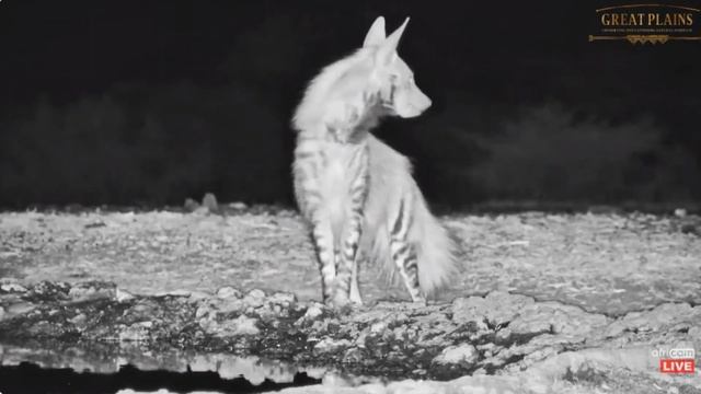 Striped Hyena at Ol Donyo. africamLIVE. 23 October 2023 смотреть онлайн