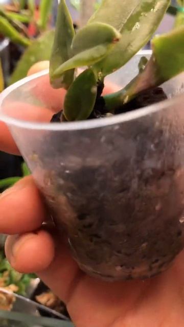 Re-emerge of the orchid pests #shorts смотреть онлайн