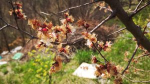 Замедлить цветение абрикос, мои черенки