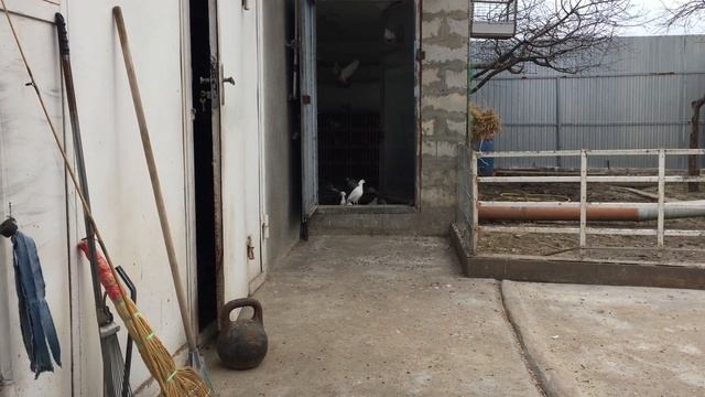#Pigeon.Мой коварный ход в голубеводсве!!!