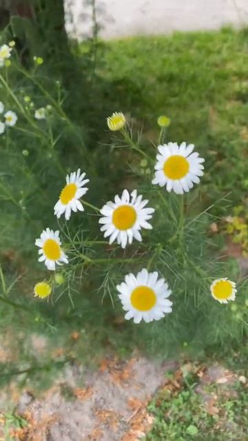캐모마일 chamomile смотреть онлайн